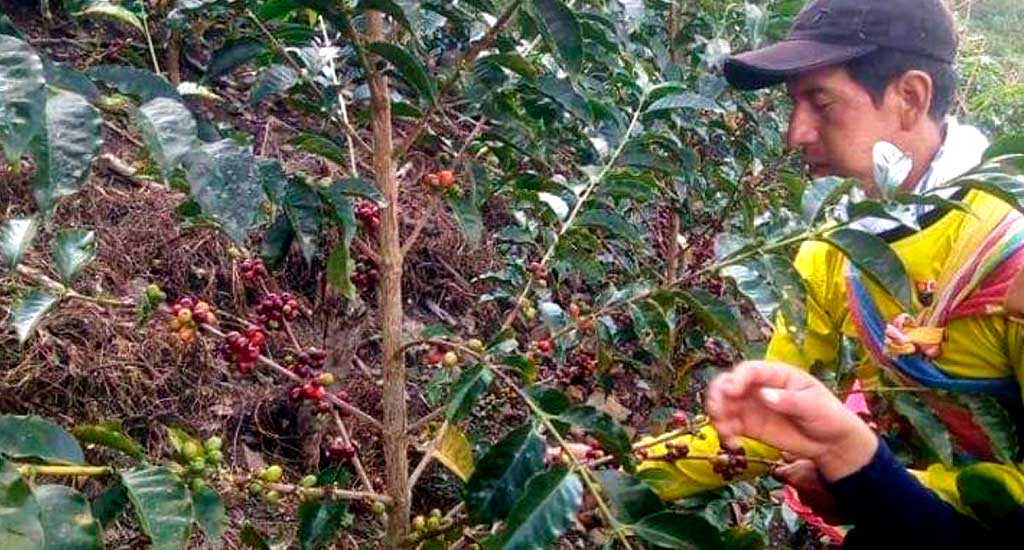 And we are the best Peruvian coffee in the world for the second consecutive year in the special